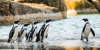 Cape Town